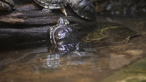 The turtle is trying to climb an obstacle Stock Footage 103053406