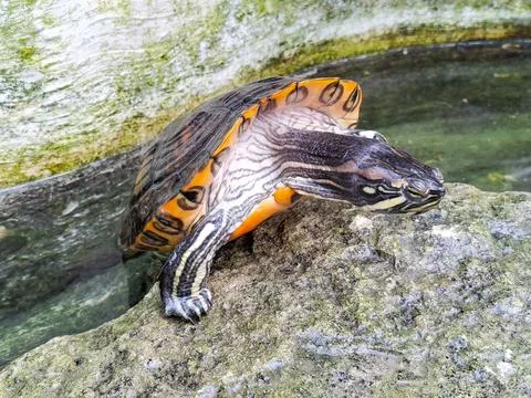 A turtle trying to climb a rock Stock-Fotos