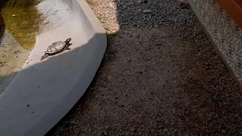 Turtle is trying to climb to the top of the pond, turtle pond with little water Stock Footage 284442328