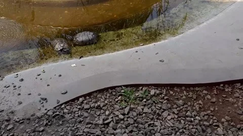 Turtle is trying to climb to the top of the pond, turtle pond with little water Stock Footage 284442342