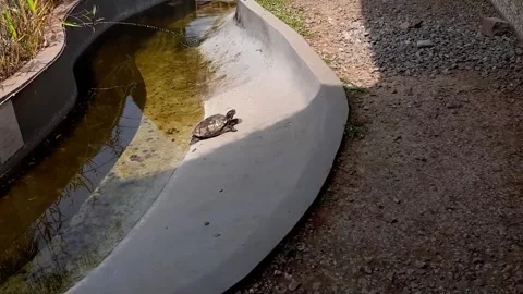 Turtle is trying to climb to the top of the pond, turtle pond with little water Stock Footage 284442382