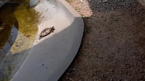 Turtle is trying to climb to the top of the pond, turtle pond with little water Stock Footage 284442384