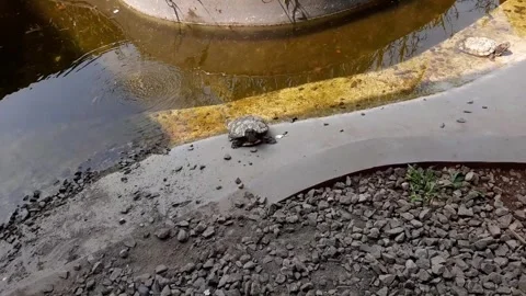 Turtle is trying to climb to the top of the pond, turtle pond with little water Stock Footage 284442458