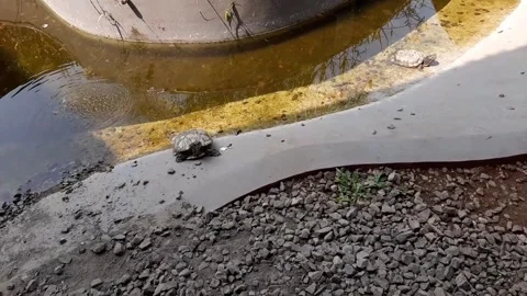 Turtle is trying to climb to the top of the pond, turtle pond with little water Stock Footage 284442460