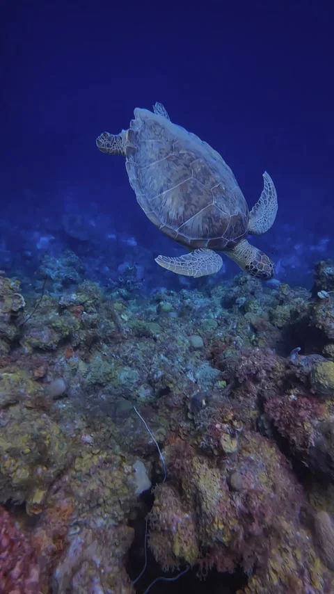 Turtle trying to find a place to relax Stock Footage 233226130