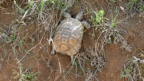 A turtle trying to overcome the obstacle, a determined and hardworking turtle Stock Footage 130540994