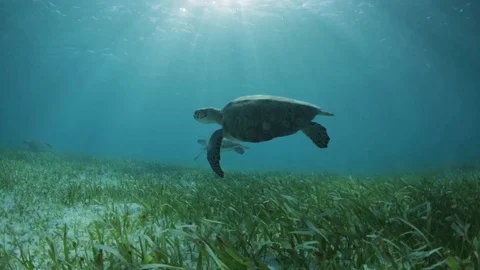 TURTLE TULUM Video stock 118377275