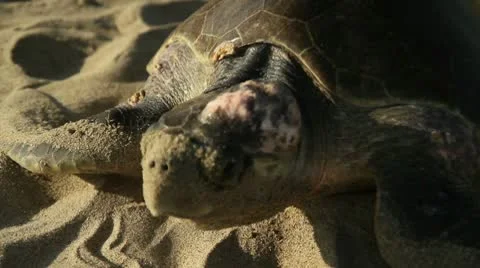 Turtle with Tumor Stock Footage 9292480