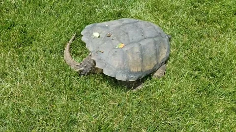 Turtle turning around Stock Footage 251384533
