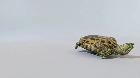 The turtle turns from its back to its feet Stock Footage 124039719