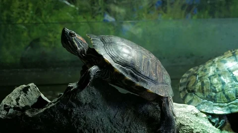 Turtle the turtle in the aquarium Stock Footage 105427449