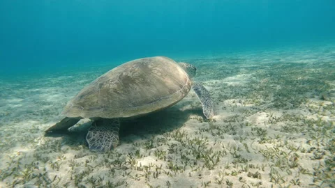 Turtle. A turtle at the bottom of the sea eats algae. Red sea. Egypt.. Stock Footage 139717147