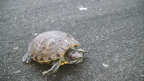 Turtle. Turtle crawling on asphalt Stock Footage 100074513