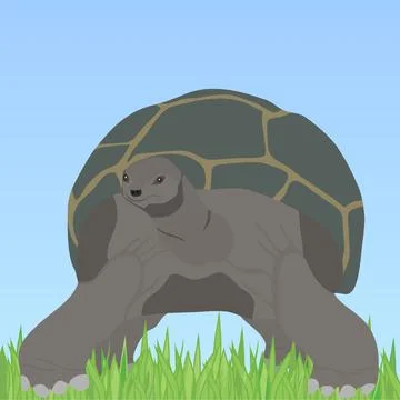Turtle, turtle with shell in the grass 스톡 일러스트