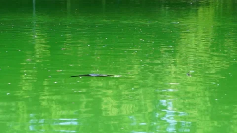 A turtle turtle swimming slowly in the water in Ducal Park in Parma, Italy Vidéo 151029340