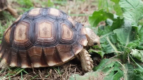 Turtle Turtoise Video stock 171601905