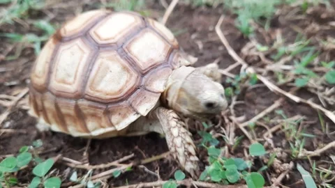 Turtle Turtoise Video stock 171603995