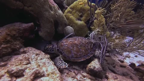 Turtle under coral Stock Footage 223453668