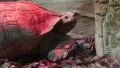 Turtle under infrared lamp in zoological garden HD Footage