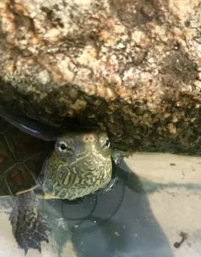 Turtle under the rocks 스톡 사진