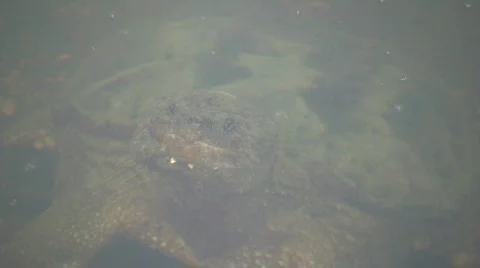 Turtle Under Water 库存影片 492590