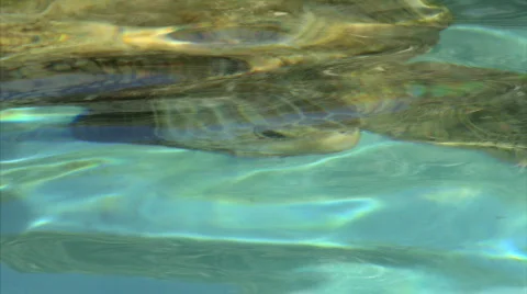 Turtle Under Water Vidéo 679657