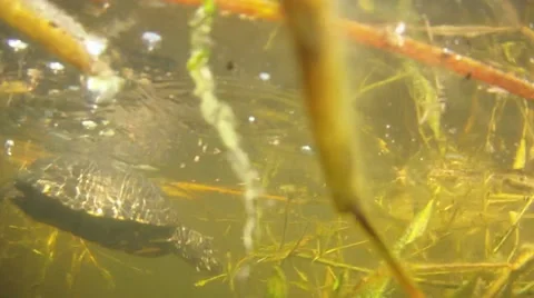 Turtle under water Stock Footage 64763675