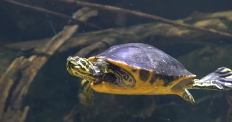 Turtle Under Water Stock Footage 88239377