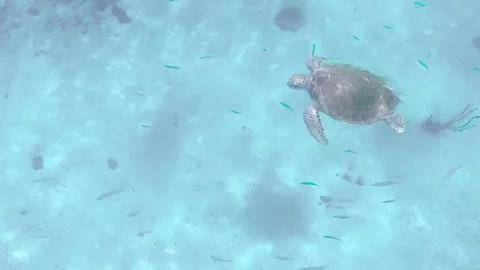 Turtle underwater birdseye view Stock Footage 70998034