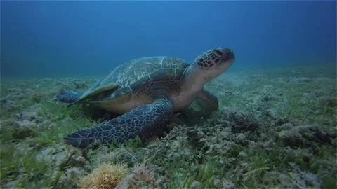 Turtle underwater on the bottom of red sea Stock Footage 157089853