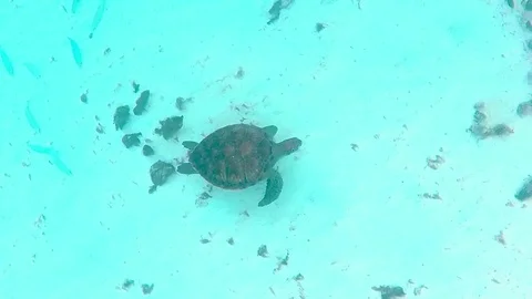 Turtle underwater in the Caribbean Stock Footage 70997286