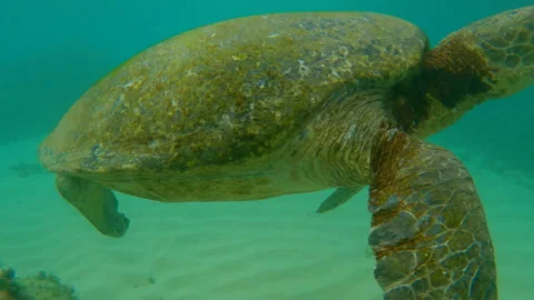 Turtle underwater. Close up. Turtle waves flippers. Green water. Sandy bottom. Stock Footage 180677388