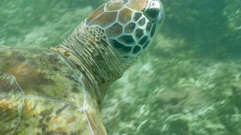 Turtle Underwater Closeup Slowmotion 4k Stock Footage 85818213