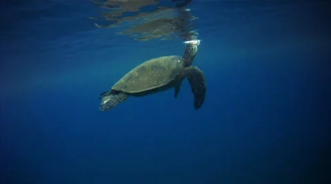 Turtle - underwater 스톡 동영상 620226