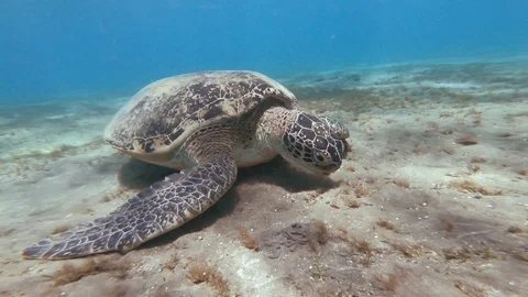 Turtle Underwater Stock Footage 97180416