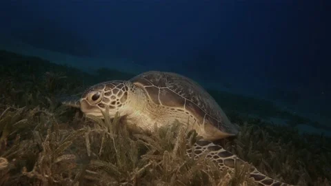 Turtle underwater Stock-Footage 143881503