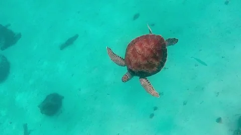 Turtle underwater looking down Stock Footage 70998027