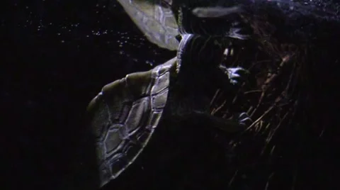 Turtle underwater in moonlight on tree roots Stock Footage 67522735