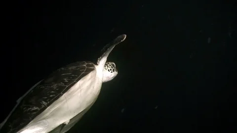 Turtle underwater in ocean. 스톡 동영상 121061437