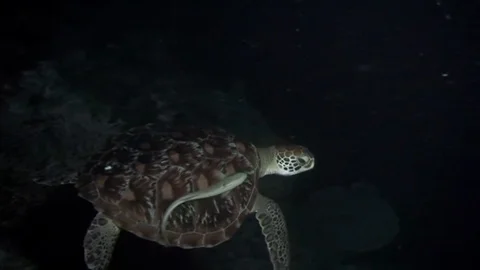 Turtle underwater in ocean. 库存影片 121061627