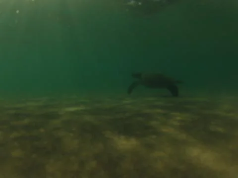 Turtle underwater Stock Photos