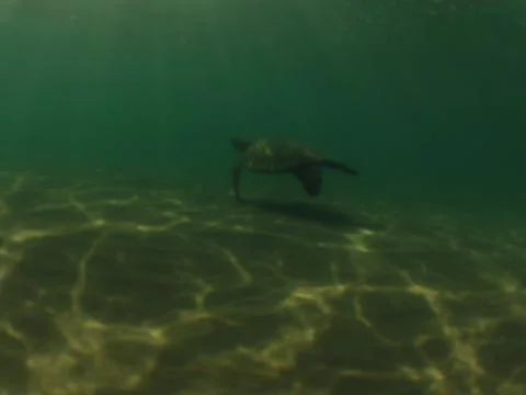 Turtle underwater Stock Photos