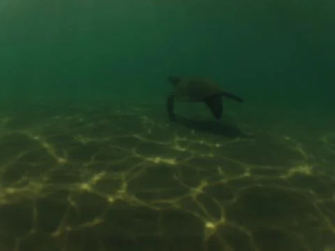 Turtle underwater Stock Photos
