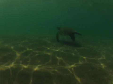 Turtle underwater Stock Photos