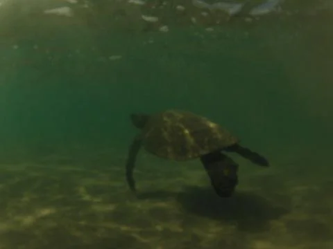 Turtle underwater Stock Photos