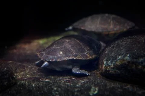 Turtle underwater Stock Photos