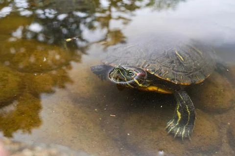 Turtle underwater 写真素材