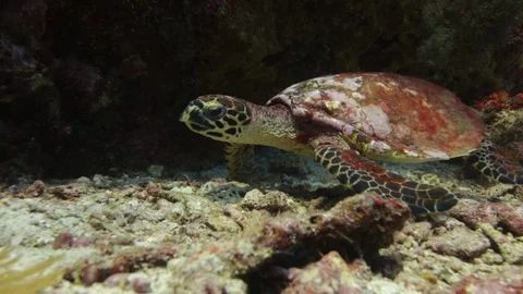 Turtle underwater rocky Видео 108486071