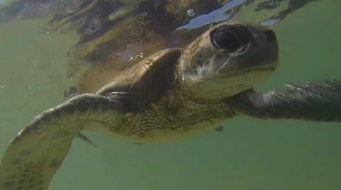 Turtle underwater shot Video stock 50249222