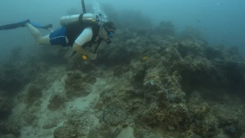 Turtle underwater shot Stock Footage 79514861